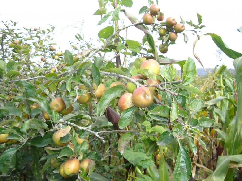 Foto de Bayushig, Ecuador