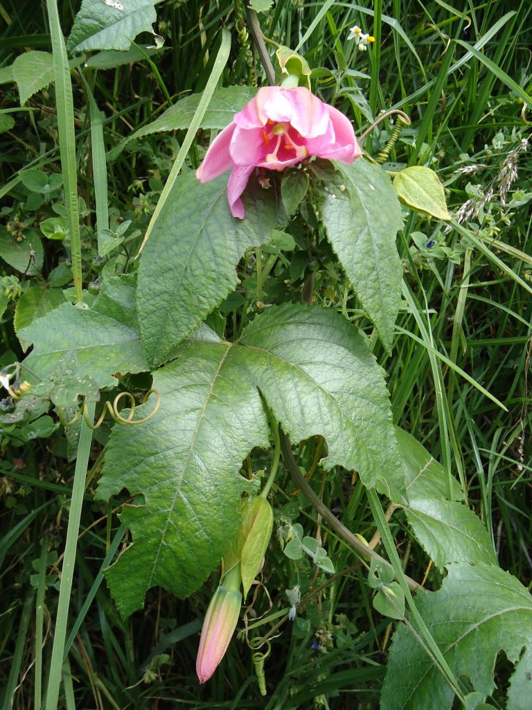 Foto de Bayushig, Ecuador