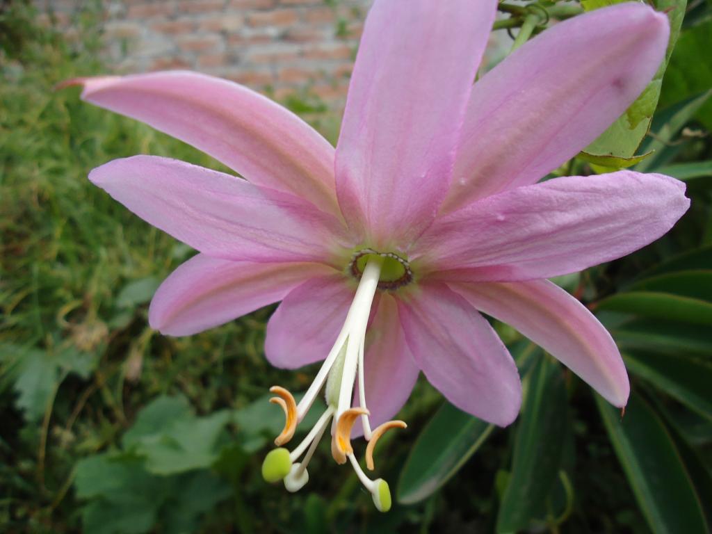 Foto de Bayushig, Ecuador