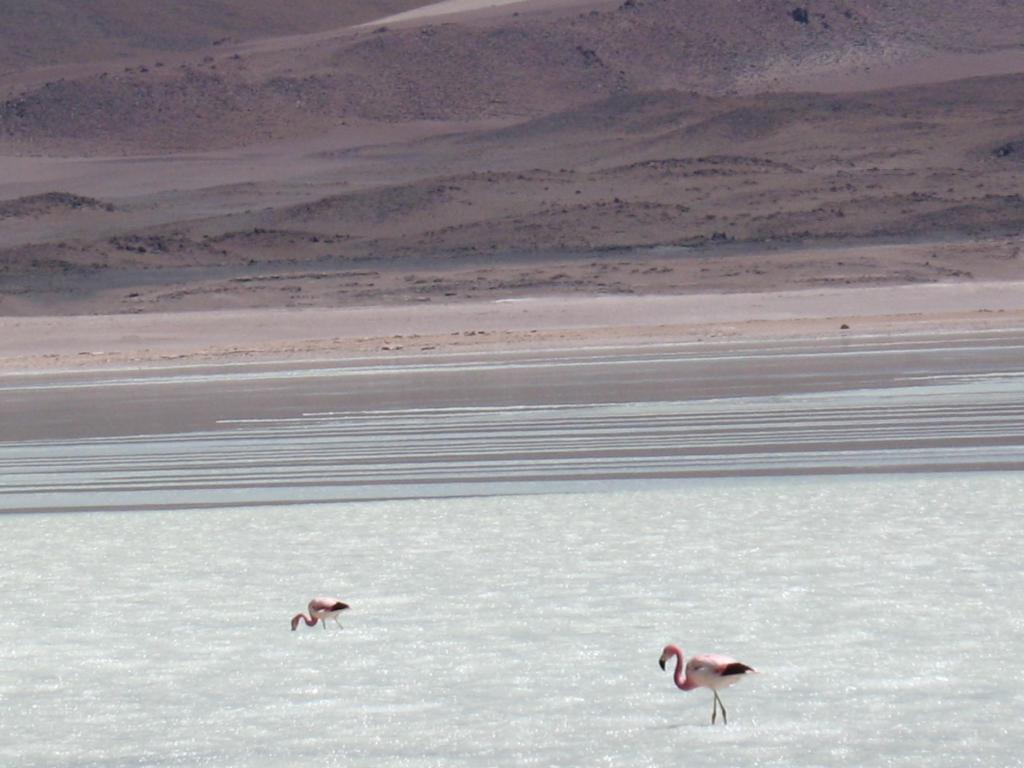 Foto de Sud Lípez, Bolivia