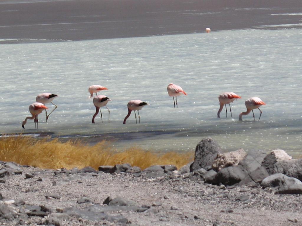 Foto de Sud Lípez, Bolivia