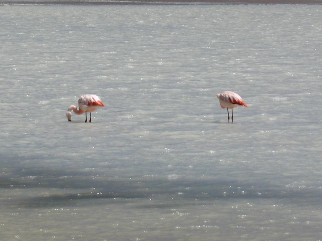 Foto de Sud Lípez, Bolivia