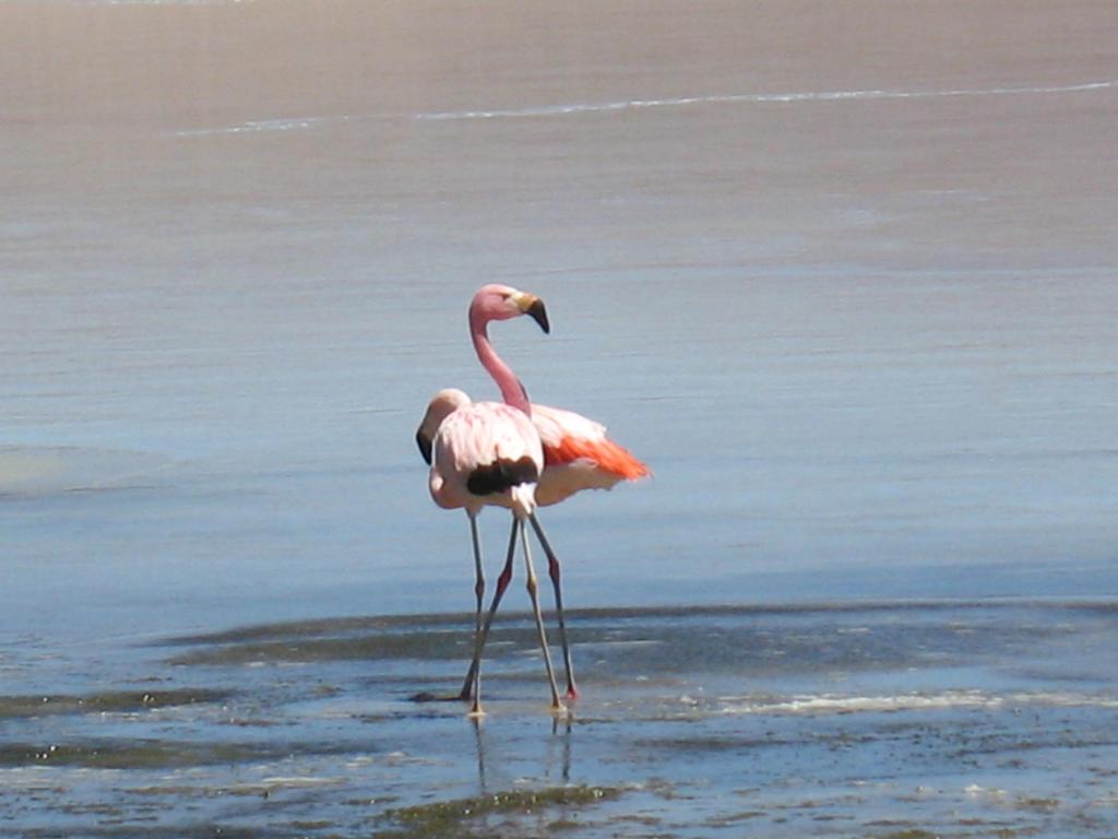 Foto de Sud Lípez, Bolivia