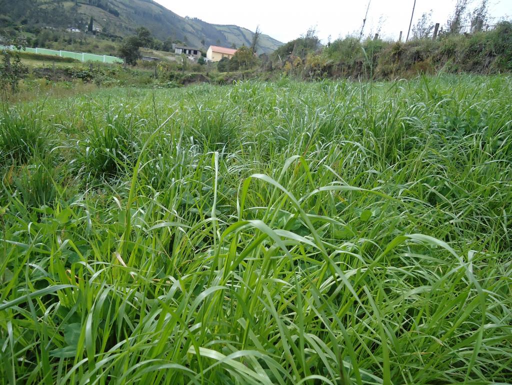 Foto de Bayushig, Ecuador