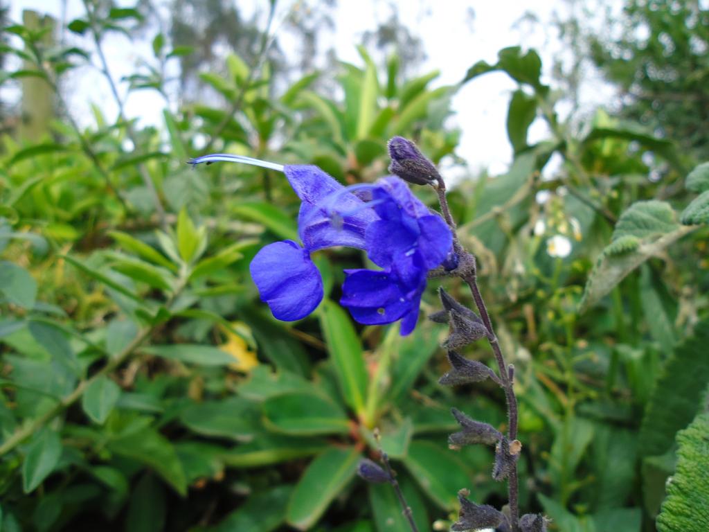 Foto de Bayushig, Ecuador