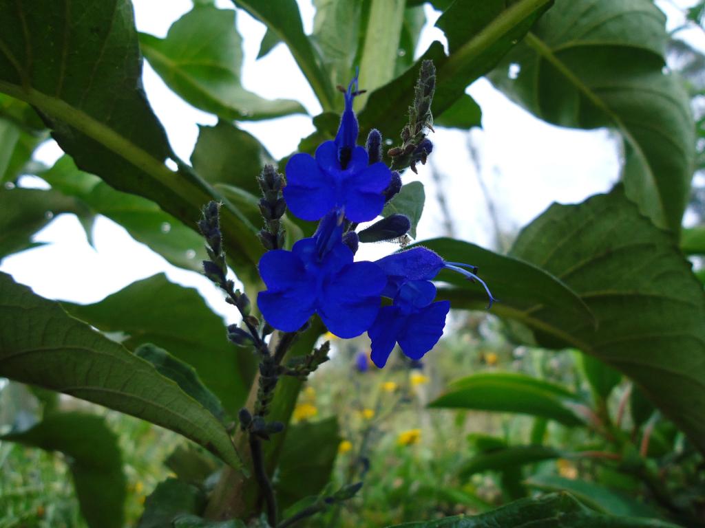 Foto de Bayushig, Ecuador