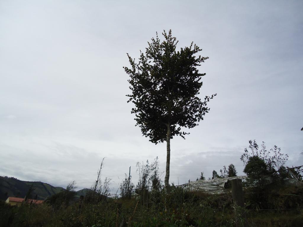 Foto de Bayushig, Ecuador