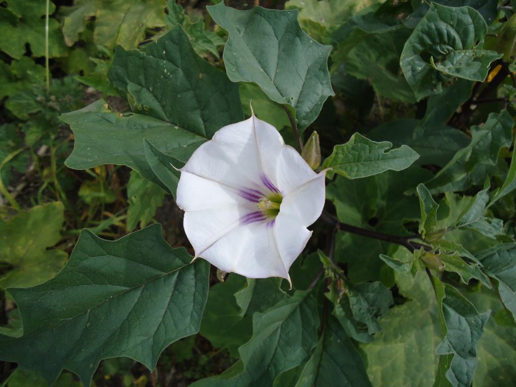 Foto de Bayushig, Ecuador