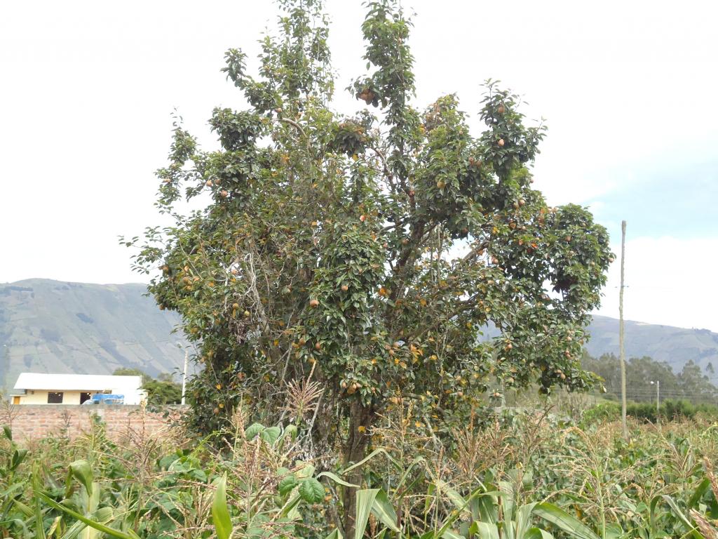 Foto de Bayushig, Ecuador