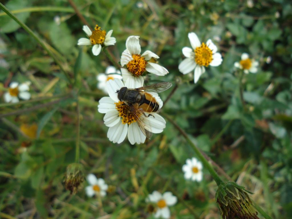 Foto de Bayushig, Ecuador