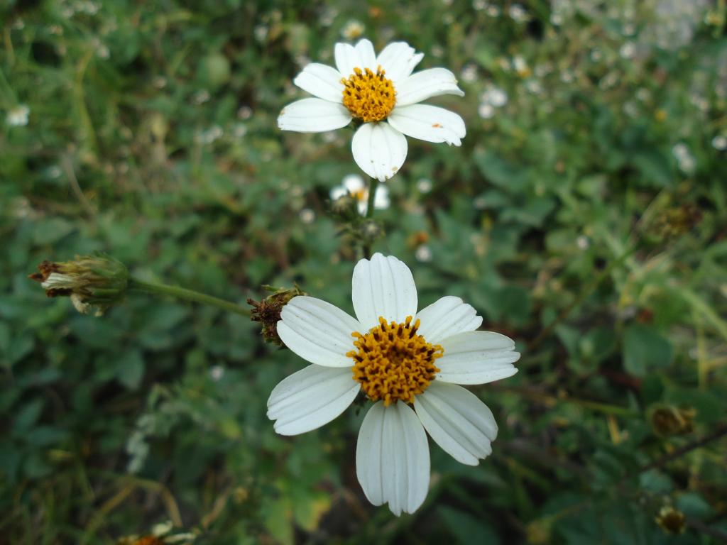 Foto de Bayushig, Ecuador