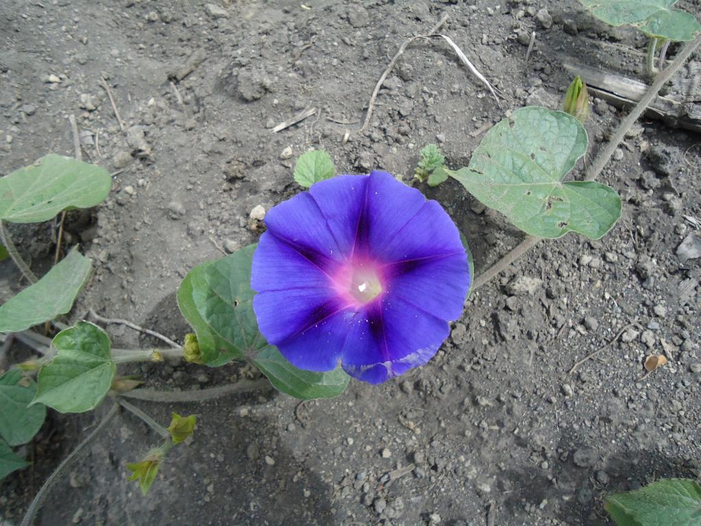 Foto de Bayushig, Ecuador