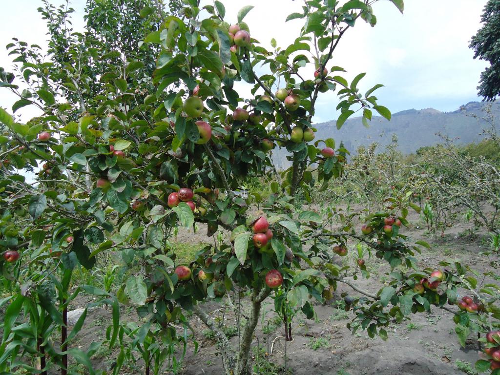 Foto de Bayushig, Ecuador