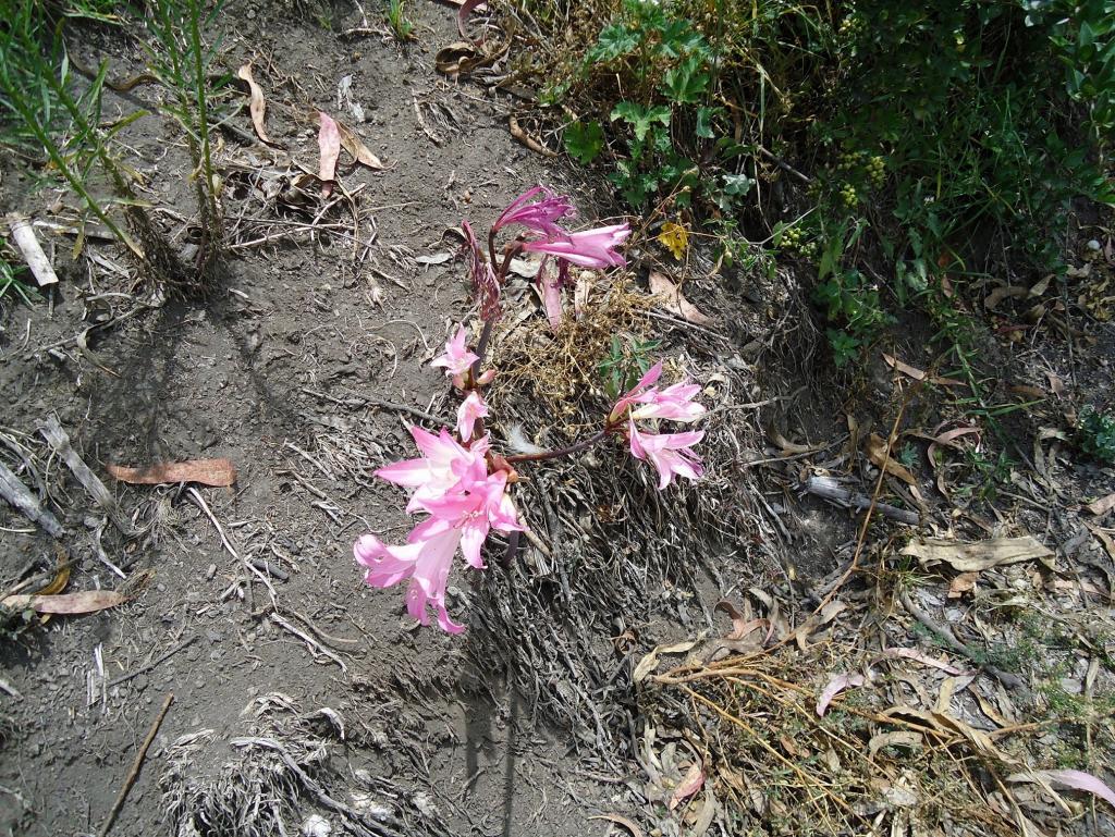 Foto de Bayushig, Ecuador