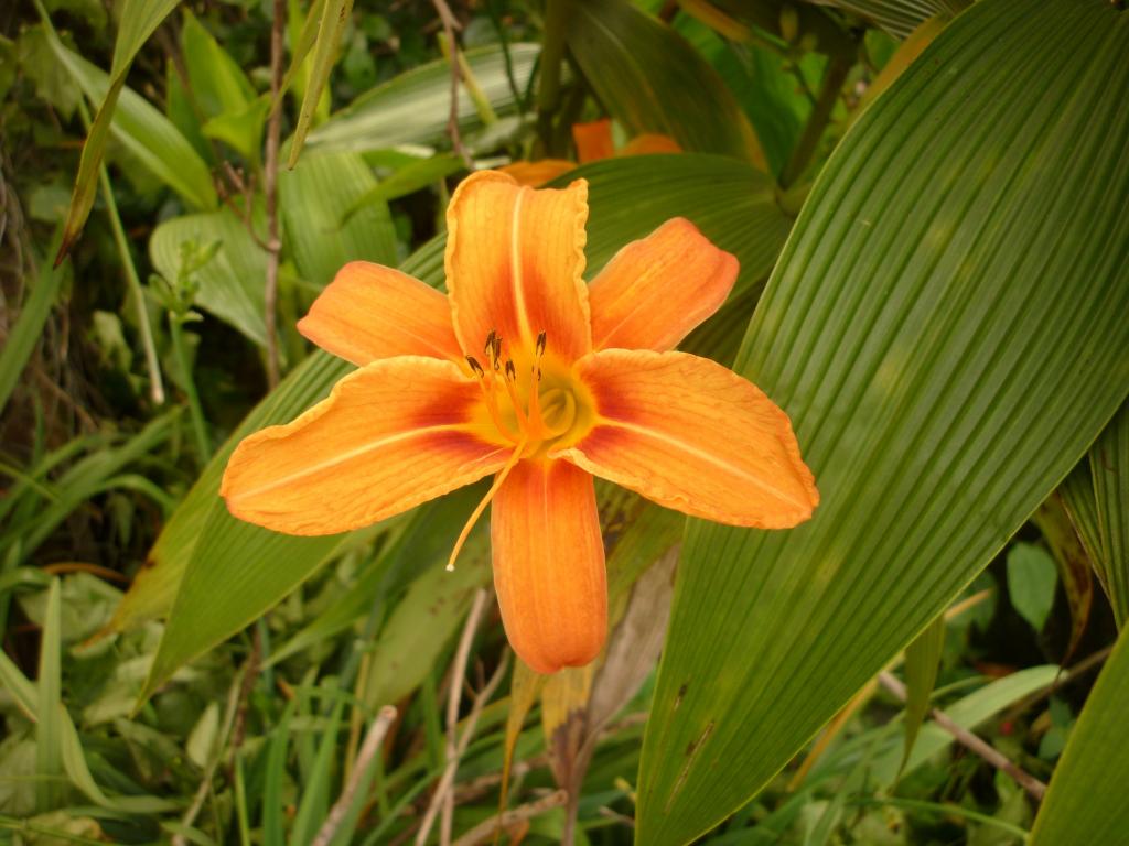 Foto de Simón Bolívar, Ecuador