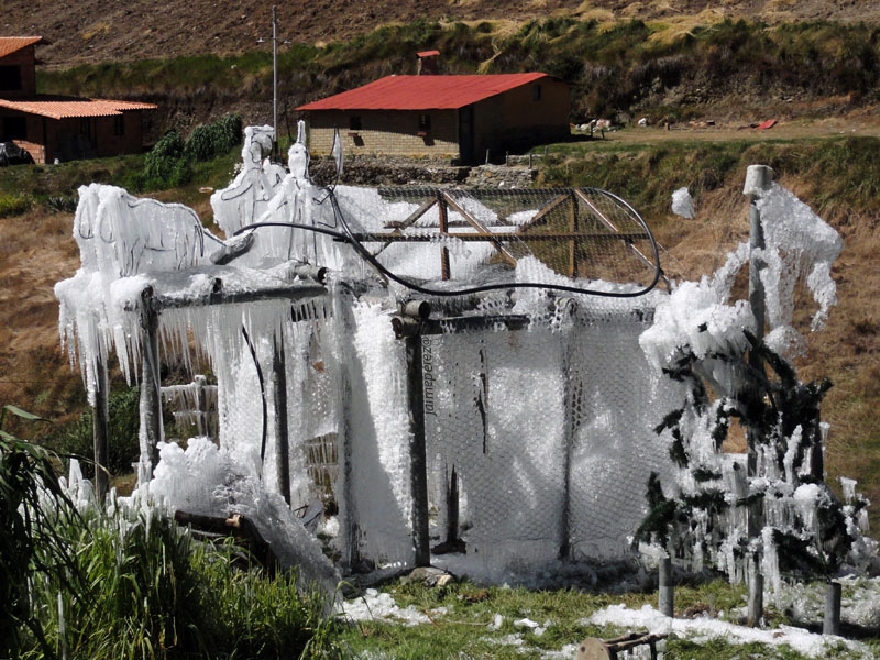 Foto: Psebre de hielo - El Páramo (Mérida), Venezuela