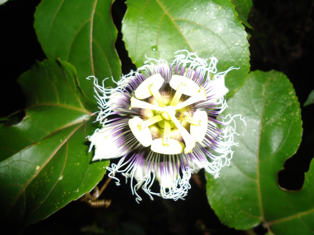 Foto de Shell-Pastaza, Ecuador