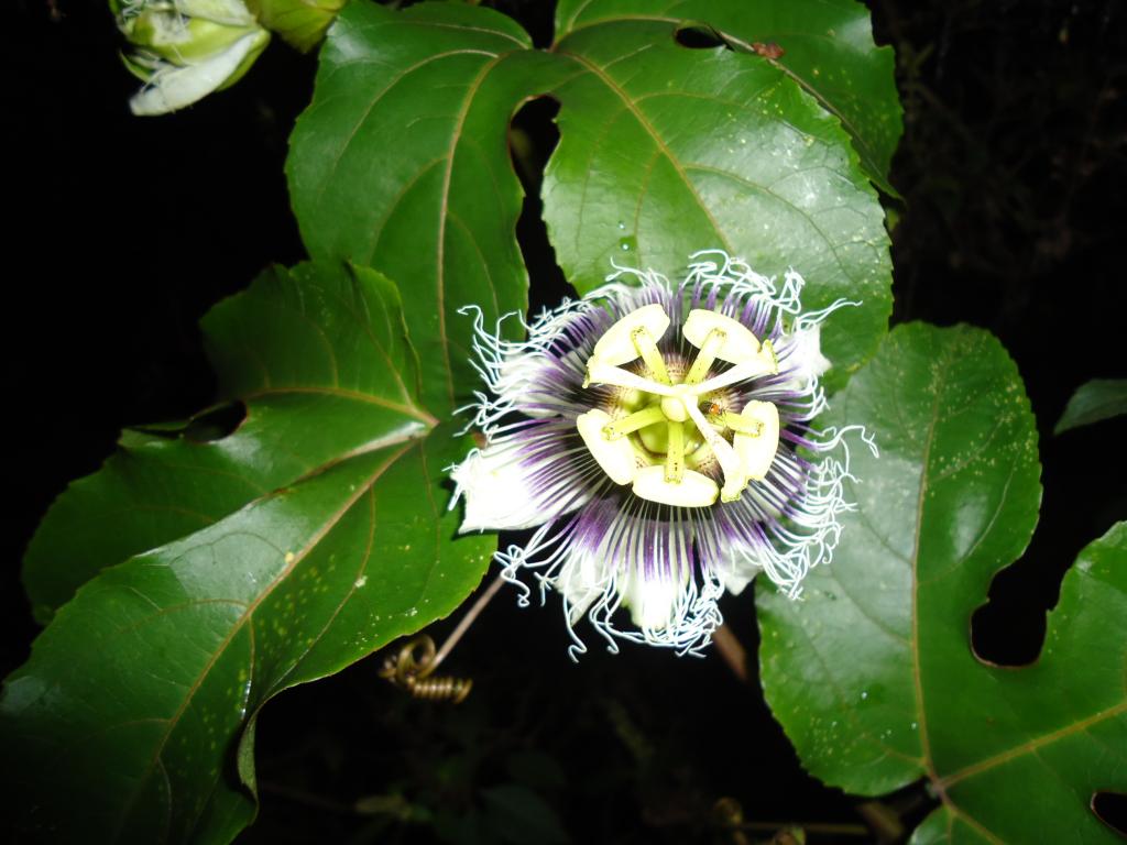 Foto de Shell-Pastaza, Ecuador