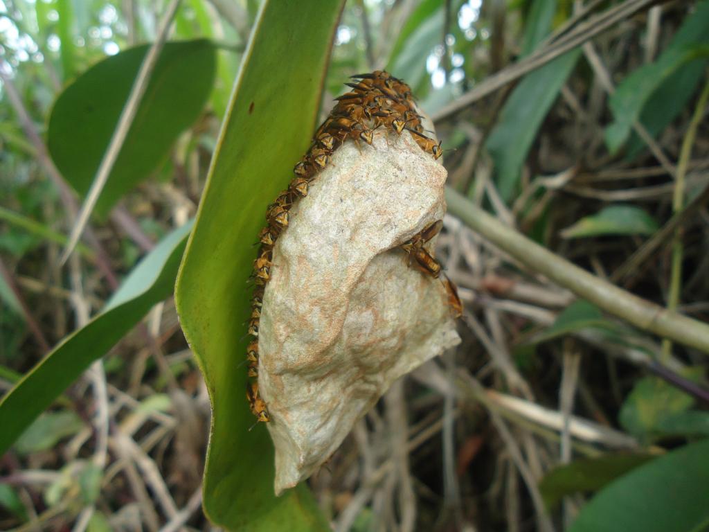 Foto de Te Zulay (Shell), Ecuador