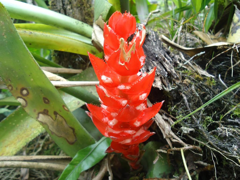 Foto de Te Zulay (Shell), Ecuador