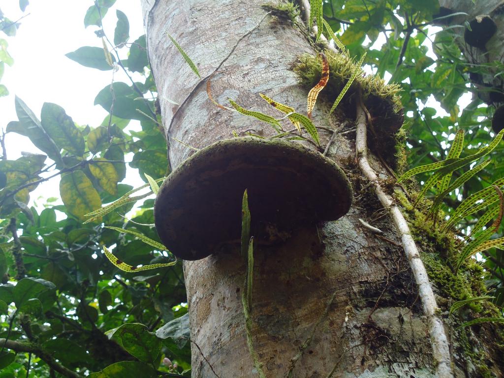 Foto de Te Zulay (Shell), Ecuador