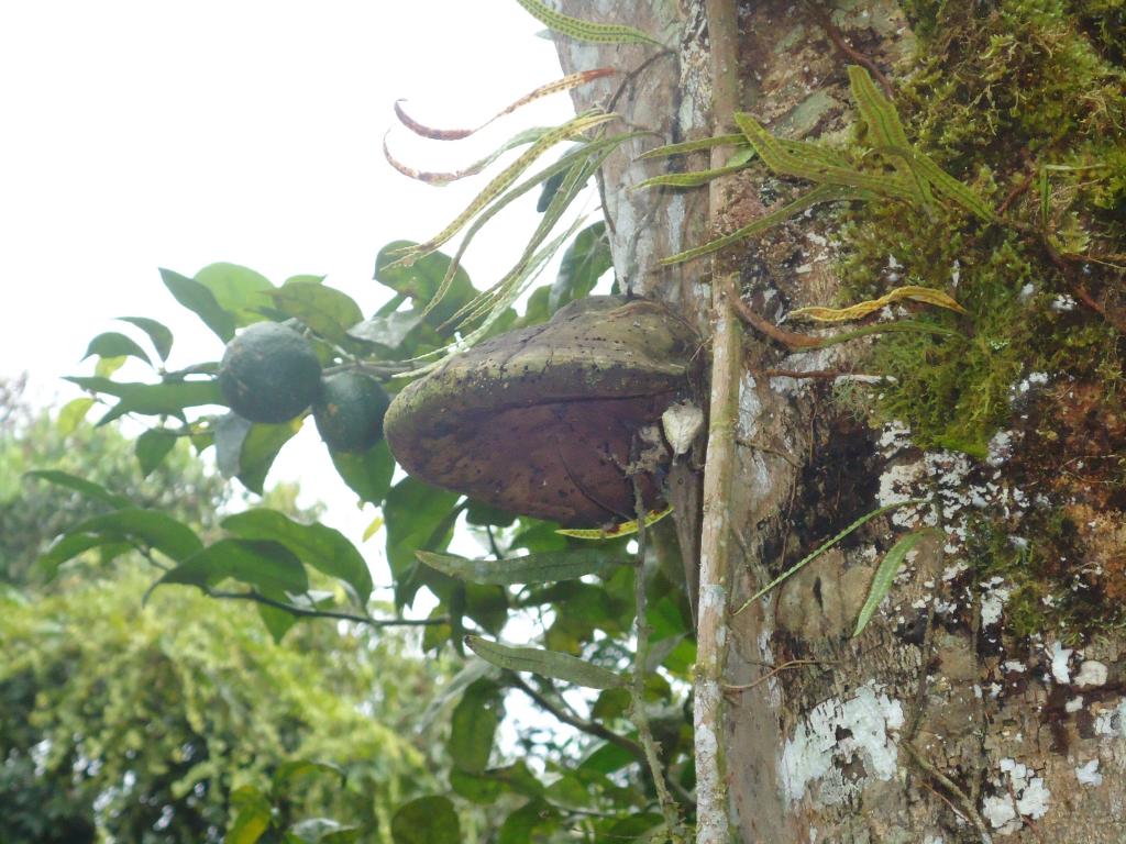 Foto de Te Zulay (Shell), Ecuador