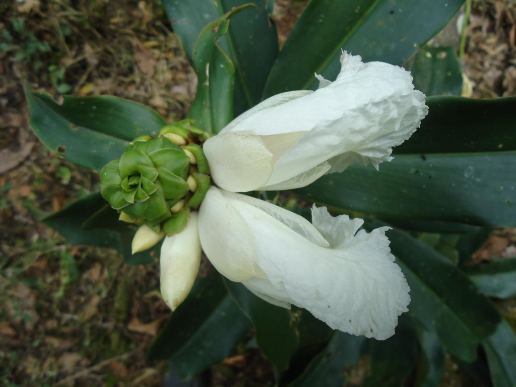 Foto de Te Zulay (Shell), Ecuador