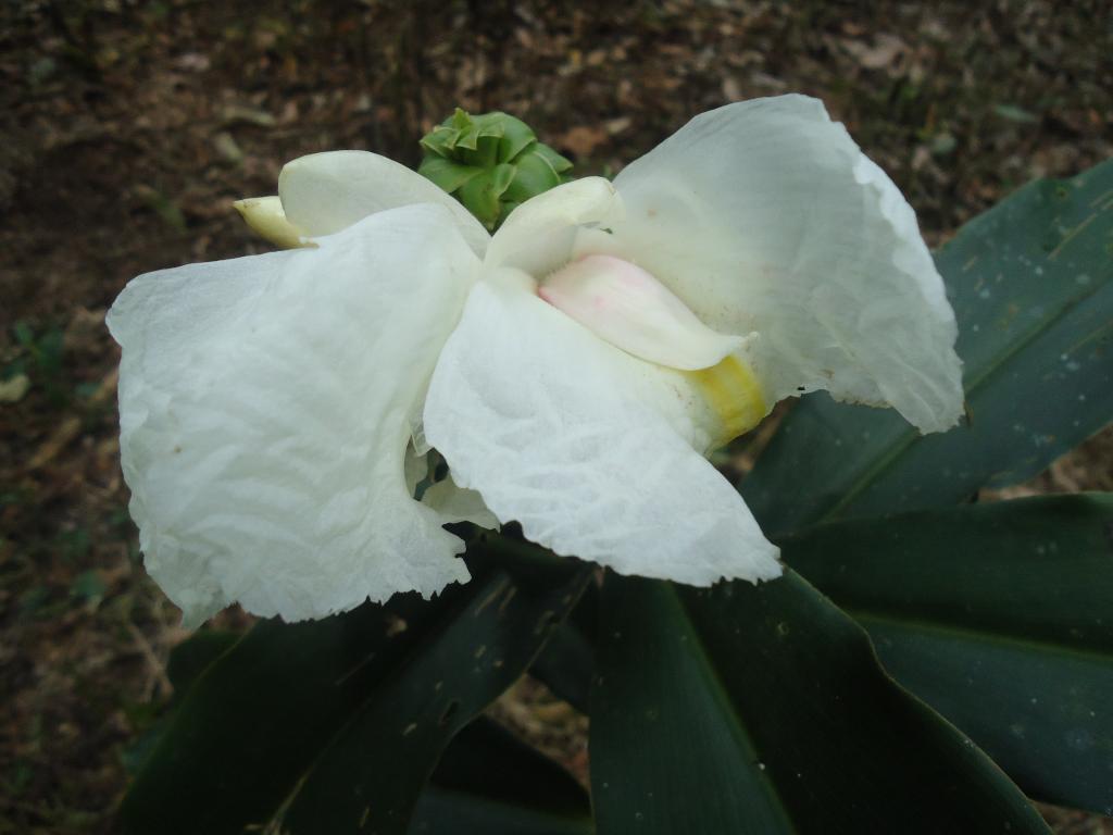 Foto de Te Zulay (Shell), Ecuador