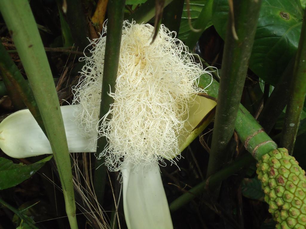 Foto de Shell (Te Zulay), Ecuador