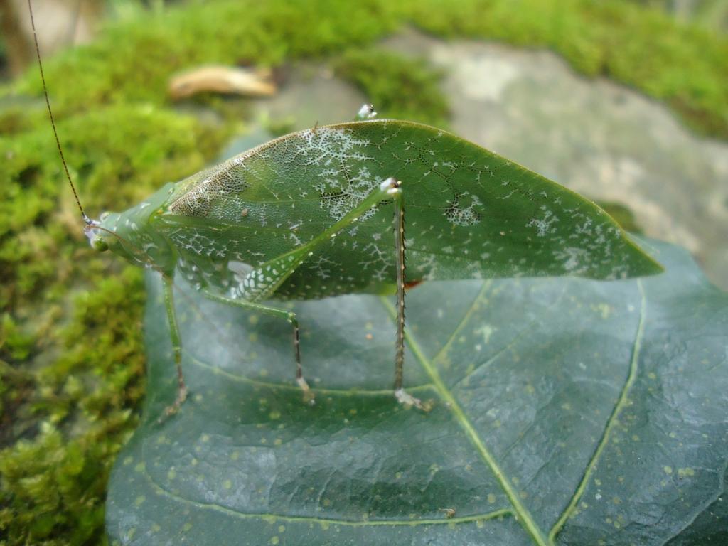 Foto de Shell (Te Zulay), Ecuador