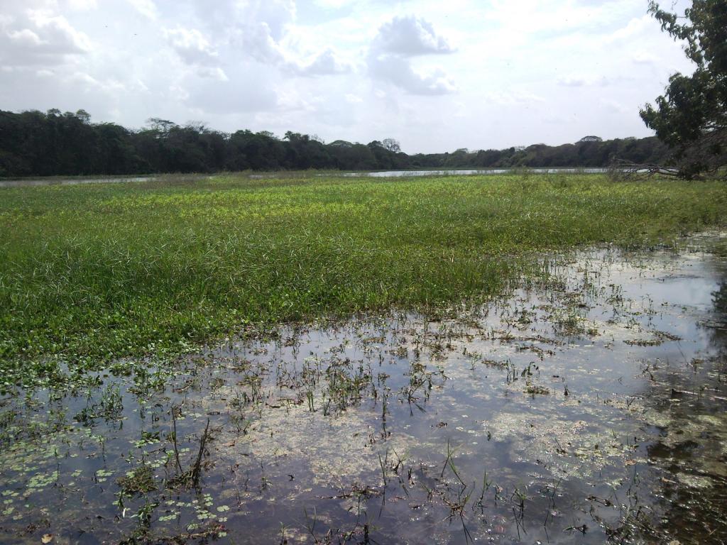 Foto de Laguna el Pao, Venezuela