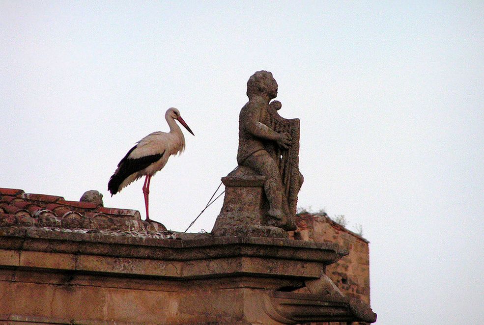 Foto: En el Palacio del Marqués de la Conquista, una cigüeña parece escuchar atentamente a este músico pétreo - Trujillo (Cáceres), España