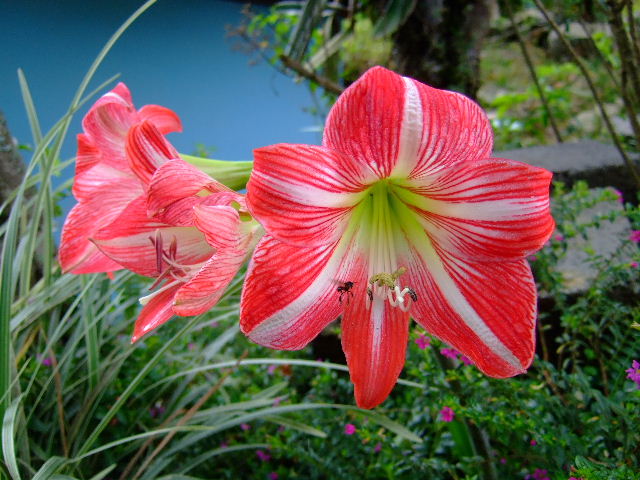 Foto de Guayabital (Portuguesa), Venezuela