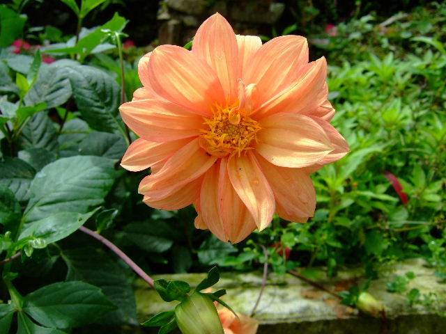 Foto: Flor: Dalia - Guayabital (Portuguesa), Venezuela