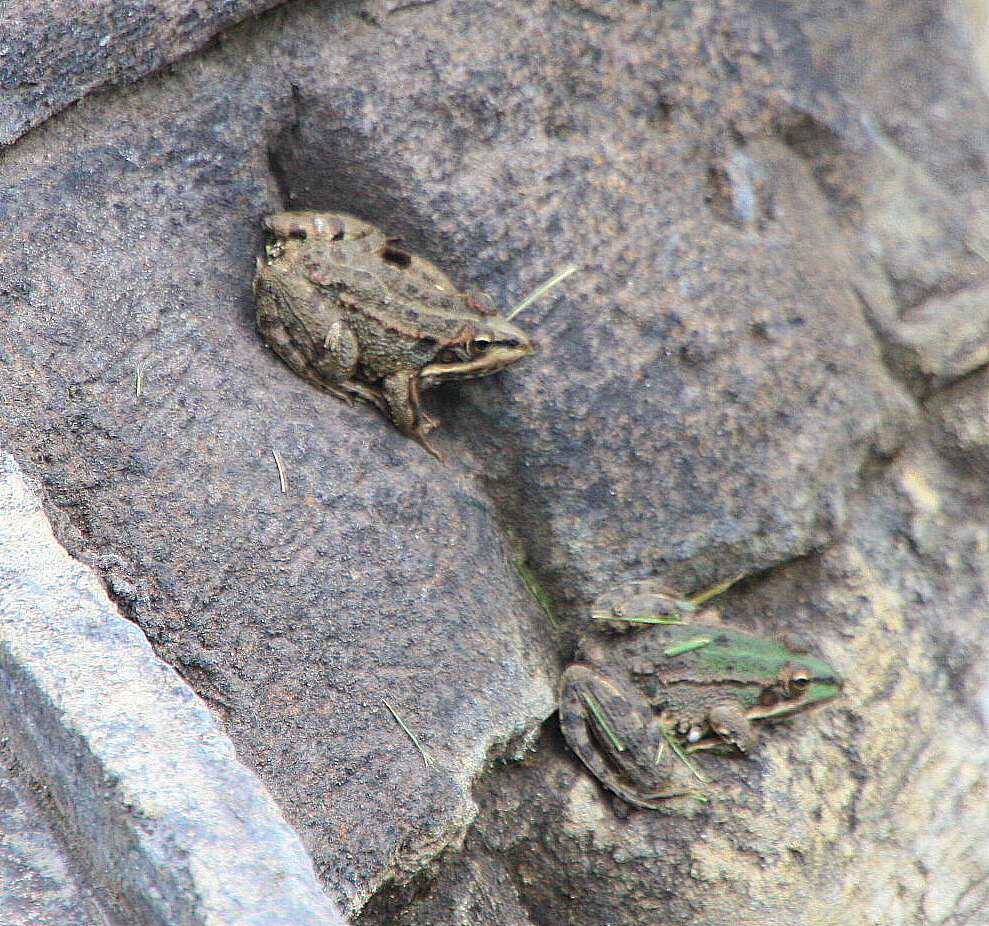 Foto: Ranas - Sabiñánigo (Huesca), España