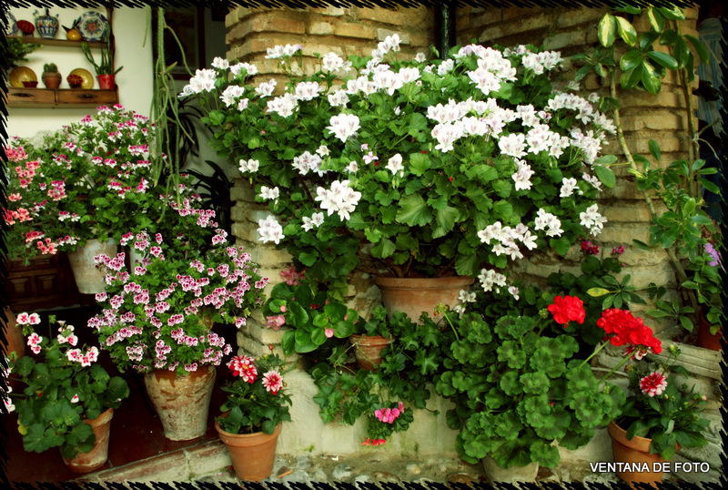 Foto: Patios - Córdoba (Andalucía), España