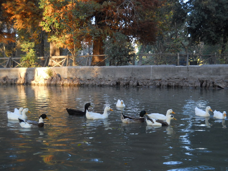 Foto: Parque Ohiggins - Santiago (Región Metropolitana), Chile