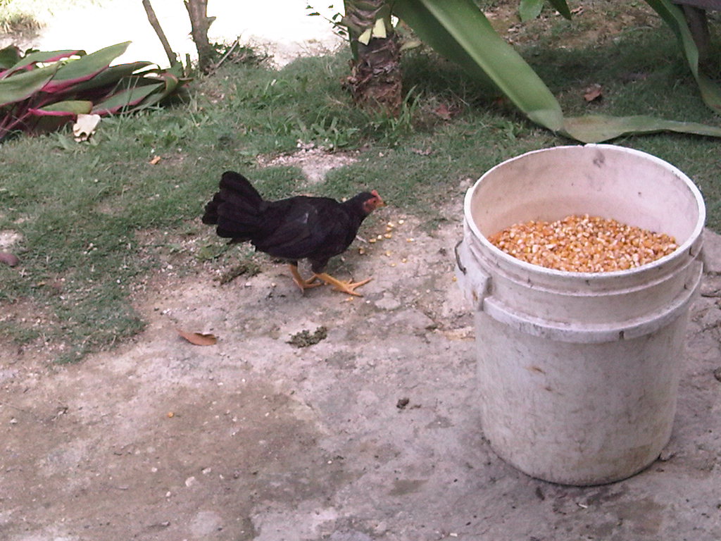 Foto: Gallinas al amanecer - Moca, República Dominicana