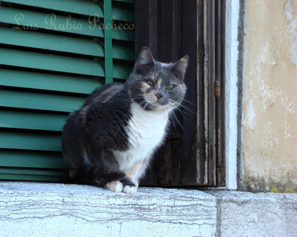 Foto de Venecia, Italia