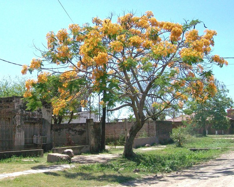 Foto: Pirané Formosa Argentina - Pirané (Formosa), Argentina