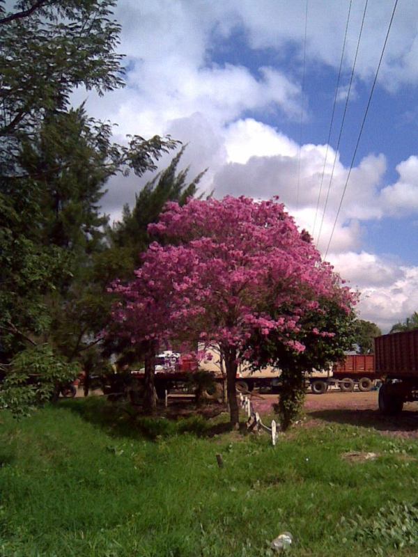 Foto: Pirané Formosa, Argentina - Pirané (Formosa), Argentina