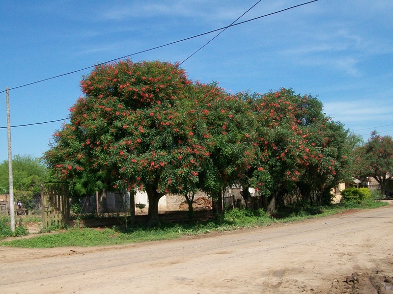 Foto: Pirané Formosa, Argentina - Pirané (Formosa), Argentina