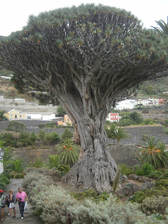 Foto de Tenrife (Santa Cruz de Tenerife), España