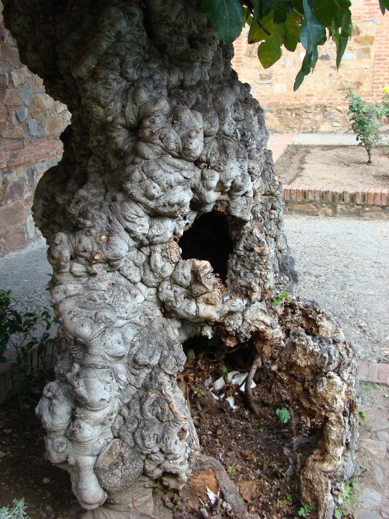 Foto de Cáceres (Extremadura), España