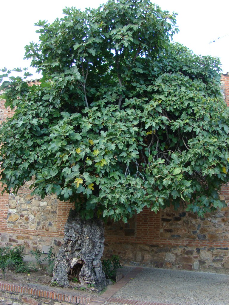 Foto de Cáceres (Extremadura), España