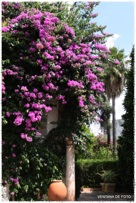 Foto: PALACIO DE VIANA - Córdoba (Andalucía), España