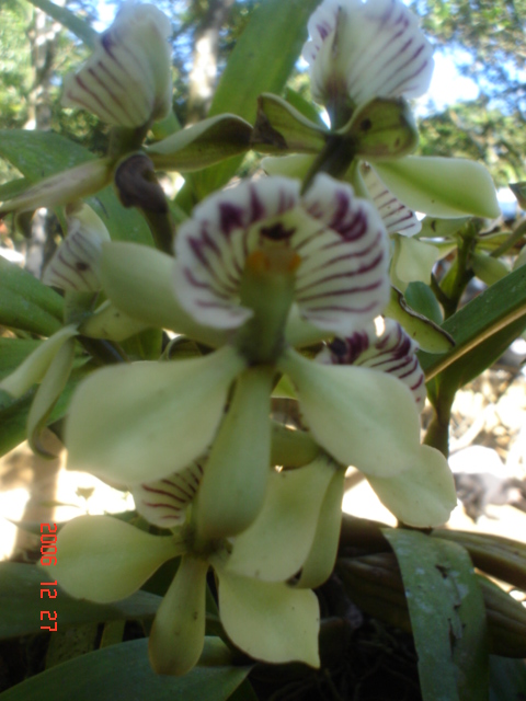 Foto: orquidea - Huimanguillo (Tabasco), México