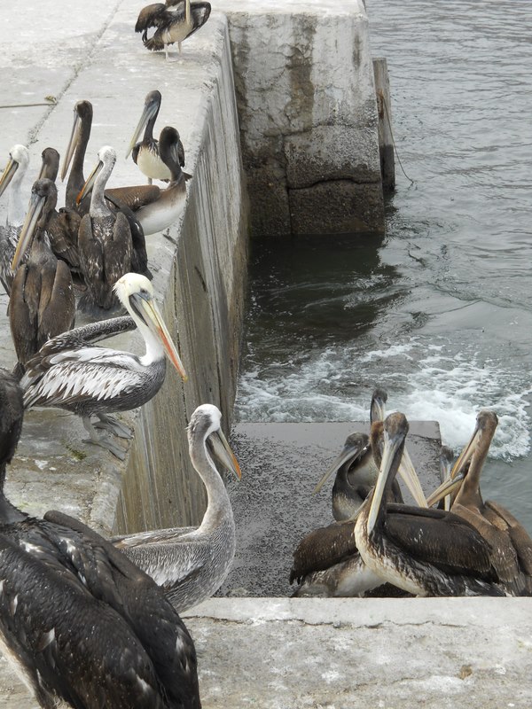 Foto: antofagasta - Antofagasta, Chile