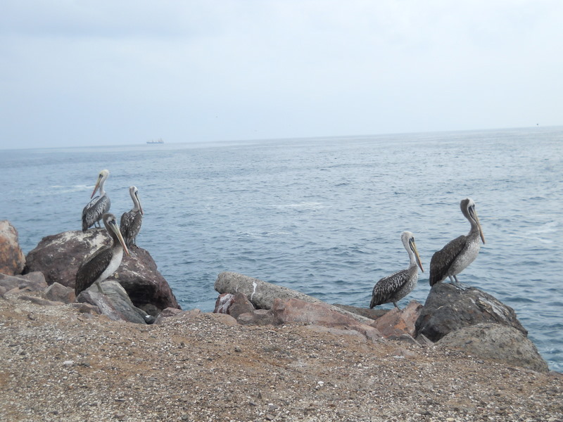 Foto: antofagasta - Antofagasta, Chile