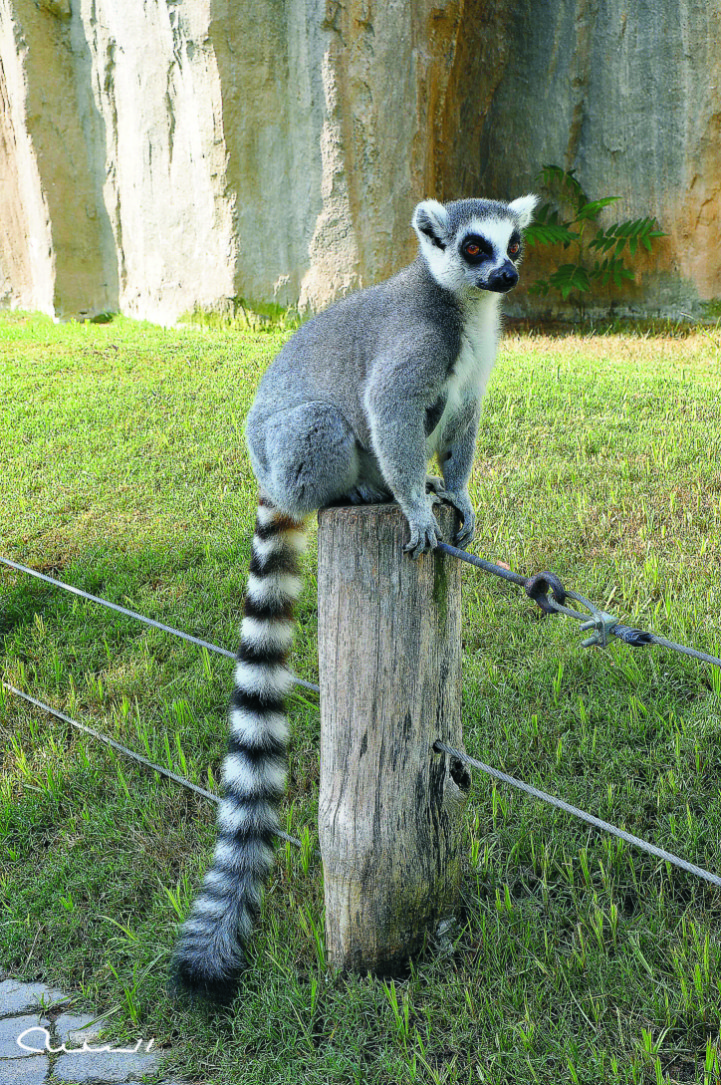 Foto: Bioparc - Valencia (València), España